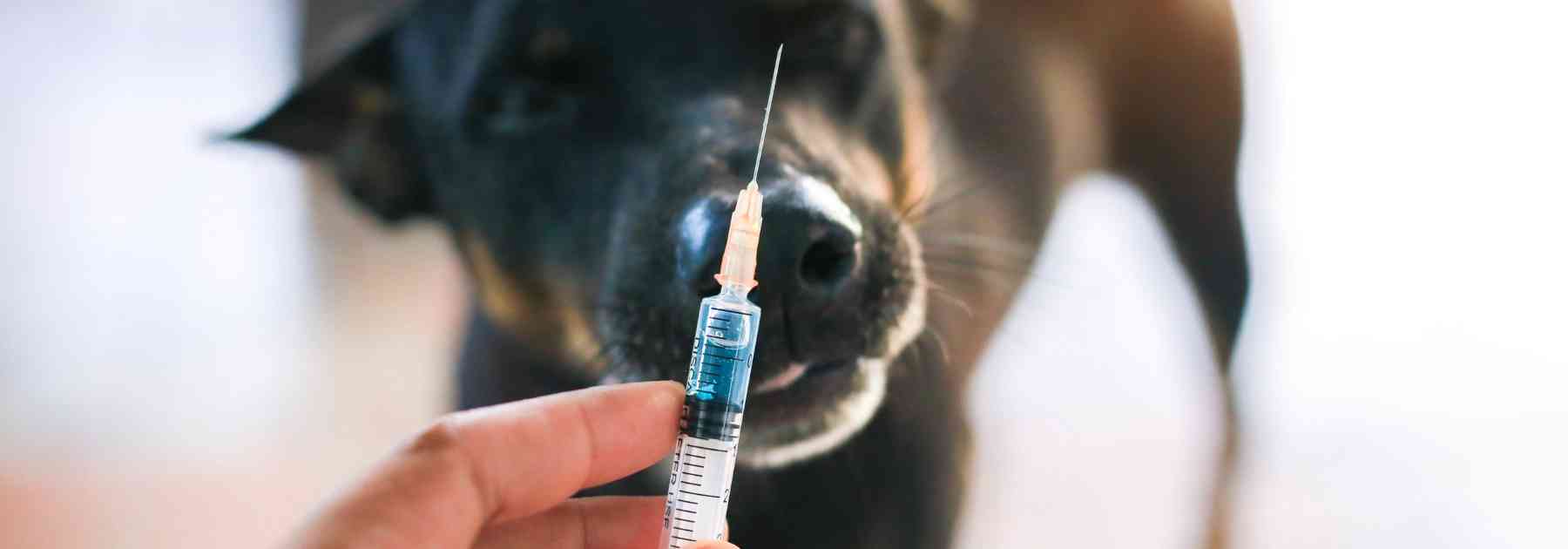 common side effects of the rabies shot