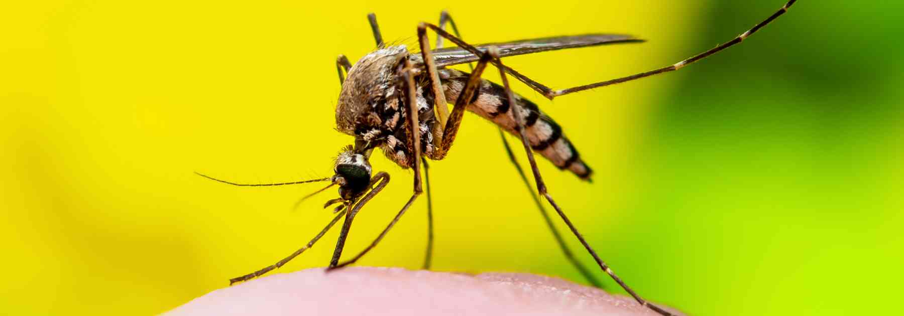 mosquito against yellow background