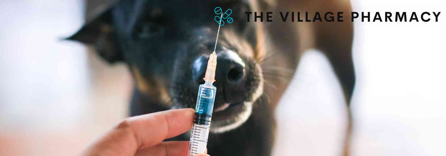 person holding vaccine in front of dog