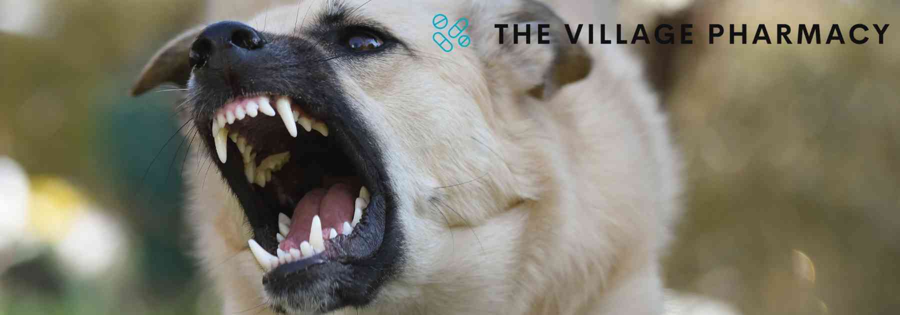 close-up of angry dog baring its teeth